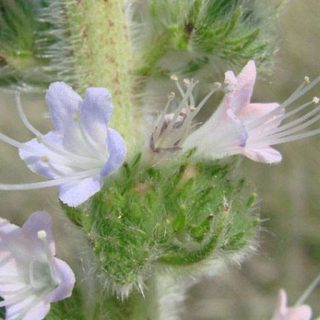گل گل گاوزبان ایتالیایی