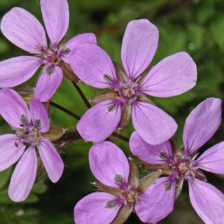 شکوفه نوک لک لکی