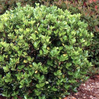 بوته شمشاد زینتی