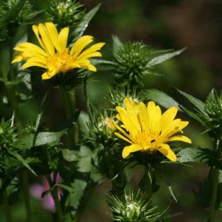 گل گریندلیا در طبیعت