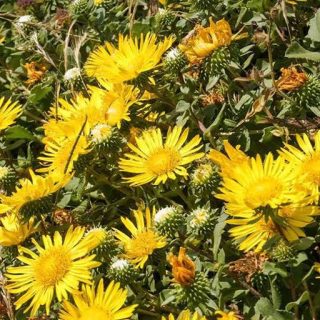 گل گریندلیا در دشت