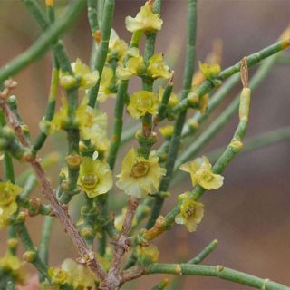 گل گیاه تاغ، سیاه تاغ