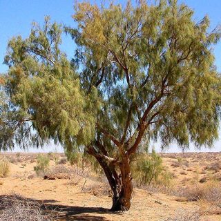 درخت تاغ، سیاه تاغ