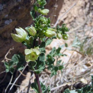 شکوفه گل اروانه