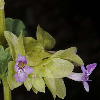 شاخه و برگ گل اروانه