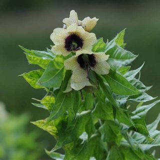 گل بنگدانه خشن در باغ