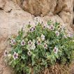 گل بنگدانه آویزان روی صخره