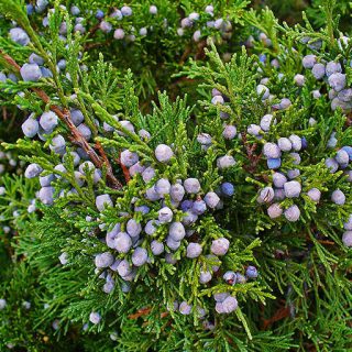 مایمرز، اَبهُل از جلو