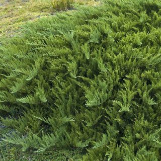 رشته مایمرز، اَبهُل