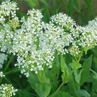 گیاه ازمک در طبیعت