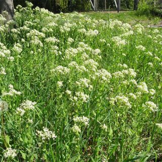 گیاه ازمک در دشت