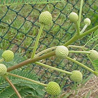 غنچه سوبابل، کاسیس