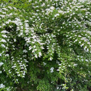 برگ نو چینی