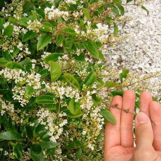 برگ نو چینی در دست