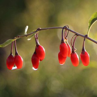 گوجه بری از جلو