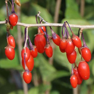 میوه گوجه بری