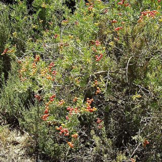 بوته قره داغ