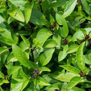 بوته ریحان گرمسیری