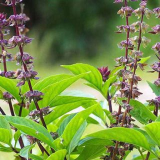 گل ریحان گرمسیری