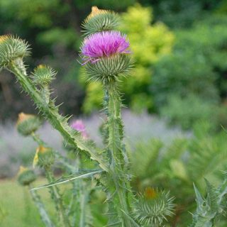 شاخه و برگ خارپنبه