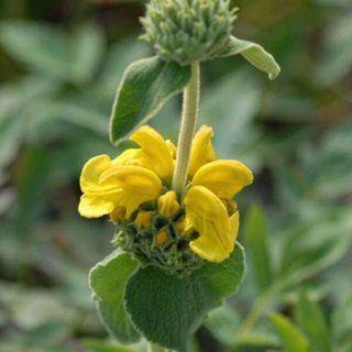 شکوفه گوش بره درختچه ای