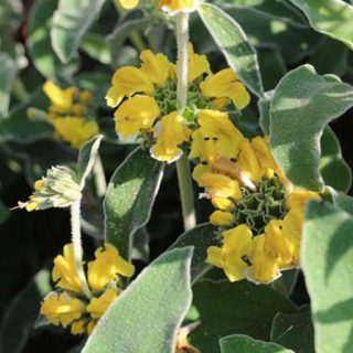 شاخه و برگ گوش بره درختچه ای