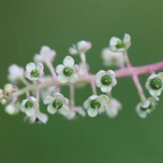 شاخه سرخاب کولی