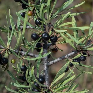 گیاه سیاه تنگرس