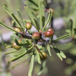 گیاه سیاه تنگرس با برگ