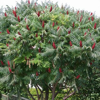 درخت سماق زینتی