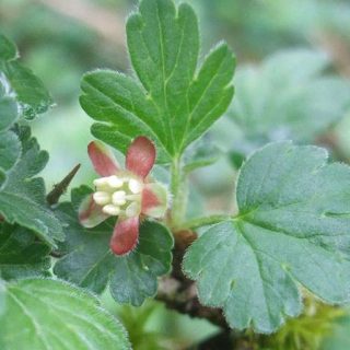 جوانه یوزبری