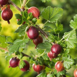 یوزبری در حیاط