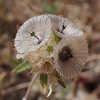 گل کبوتر، طوسک در دشت