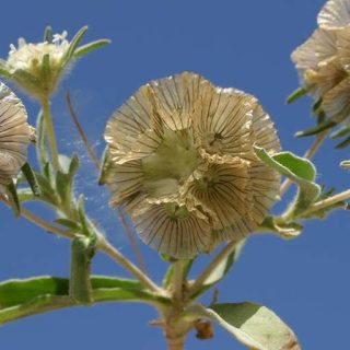 شاخه گل کبوتر، طوسک