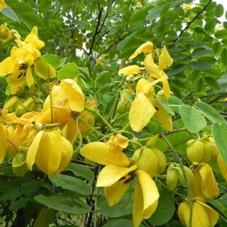 شاخه و برگ سنا طلایی