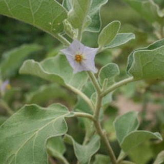 شکوفه بادمجان بری