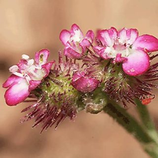 نمای نزدی از گیاه ماستونک، گیس‌ چسبک