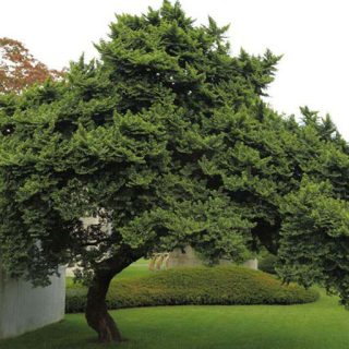 درخت نارون اوجا