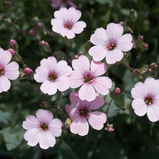 صابونک