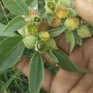 شاخه پنیرباد کایوگلانس