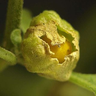 گل پنیرباد کایوگلانس