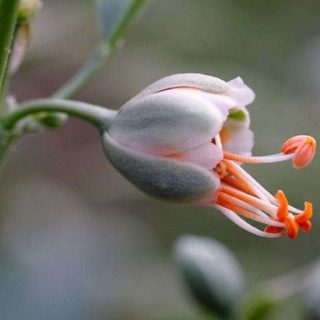 گیاه قیچ لوبیایی