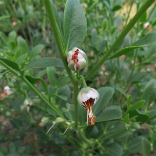 گیاه قیچ لوبیایی در طبیعت