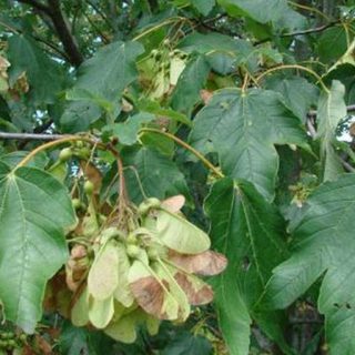 شاخه افرا پلت