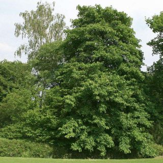 درخت افرا پلت