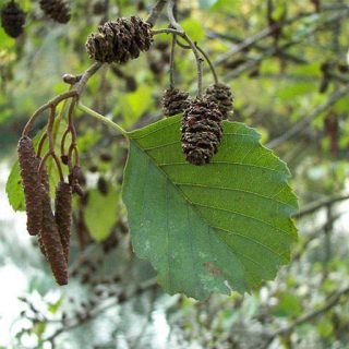 میوه توسکای قشلاقی