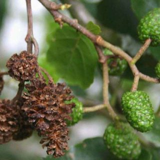 توسکای قشلاقی در طبیعت