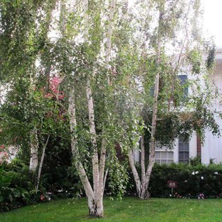 توس در زمین