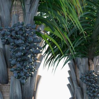 نخل آتالیا کوهون از نزدیک