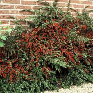 شکوفه شیرخشت زینتی